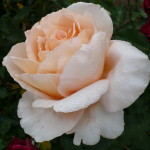 Karen's Roses, Inspirations by Karen and Laszlo Lak