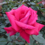 SKaren's Roses, Inspirations by Karen and Laszlo Lak