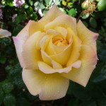 ScripKaren's Roses, Inspirations by Karen and Laszlo Lak