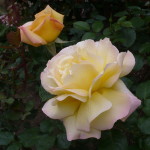 Karen's Roses, Inspirations by Karen and Laszlo Lak