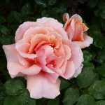 Karen's Roses, Inspirations by Karen and Laszlo Lak