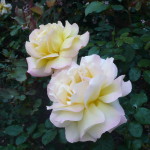 Karen's Roses, Inspirations by Karen and Laszlo Lak