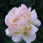 Karen's Roses, Inspirations by Karen and Laszlo Lak