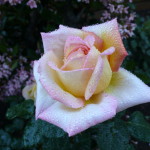 Karen's Roses, Inspirations by Karen and Laszlo Lak