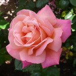 Karen's Roses, Inspirations by Karen and Laszlo Lak